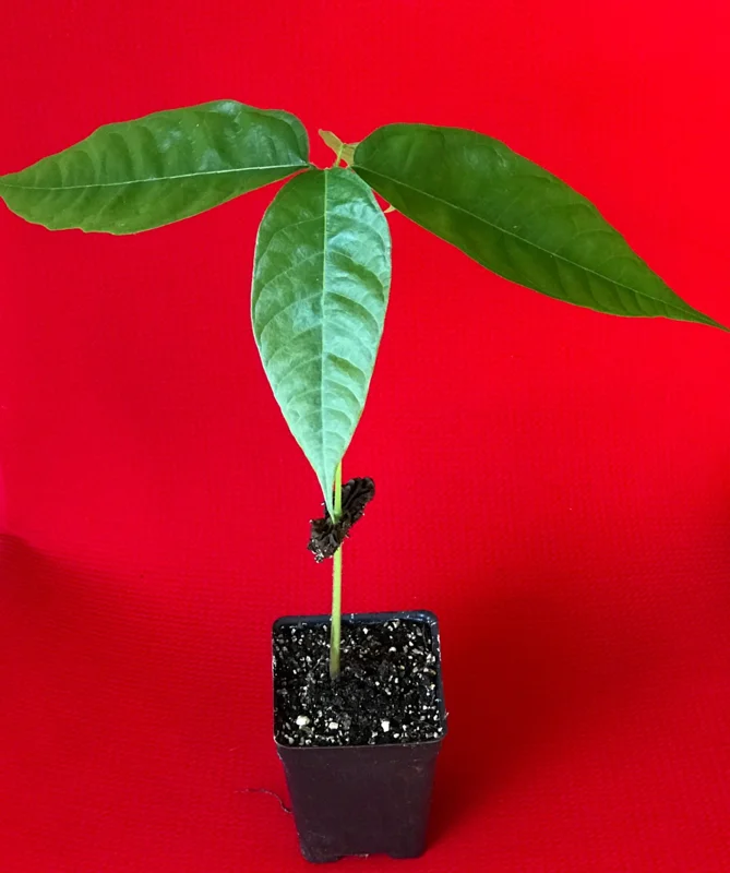 Red Pod Theobroma Cacao Live Plant - Cocoa Chocolate Fruit Tree Starter Seedling, 10-13" Tall, 3" Pot - Image 2