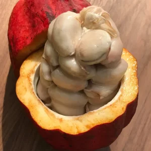 Red Pod Theobroma Cacao Live Plant - Cocoa Chocolate Fruit Tree Starter Seedling, 10-13