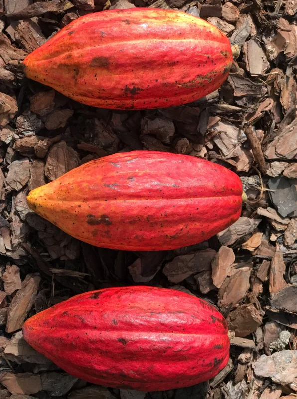 Red Pod Theobroma Cacao Live Plant - Cocoa Chocolate Fruit Tree Starter Seedling, 10-13" Tall, 3" Pot - Image 4