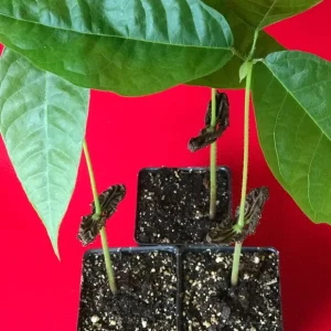 Red Pod Theobroma Cacao Live Plant - Cocoa Chocolate Fruit Tree Starter Seedling, 10-13