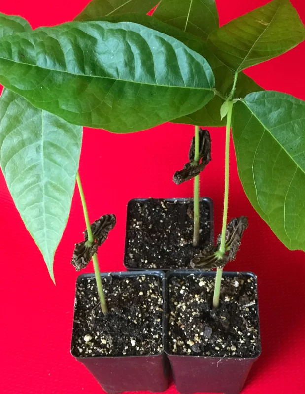 Red Pod Theobroma Cacao Live Plant - Cocoa Chocolate Fruit Tree Starter Seedling, 10-13" Tall, 3" Pot - Image 5