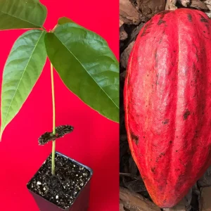 Red Pod Theobroma Cacao Live Plant - Cocoa Chocolate Fruit Tree Starter Seedling, 10-13