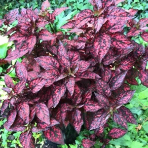Red Polka Dot Plant Live Houseplant – Hypoestes Phyllostachya – 3 Inch Pot – Indoor/Outdoor - Image 3