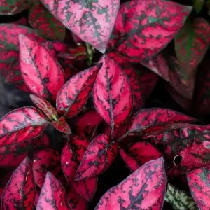 Red Polka Dot Plant Live Houseplant – Hypoestes Phyllostachya – 3 Inch Pot – Indoor/Outdoor - Image 1
