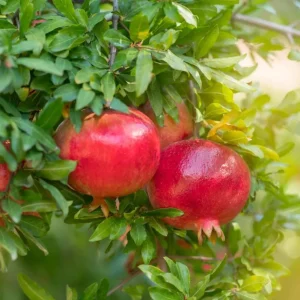 Red Pomegranate Tree Live Plant - Punica Granatum, 9-12 Inch Tall, Outdoor Fruit Tree - Image 10
