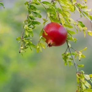 Red Pomegranate Tree Live Plant - Punica Granatum, 9-12 Inch Tall, Outdoor Fruit Tree - Image 2