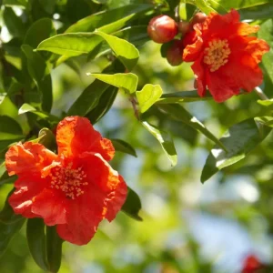 Red Pomegranate Tree Live Plant - Punica Granatum, 9-12 Inch Tall, Outdoor Fruit Tree - Image 5