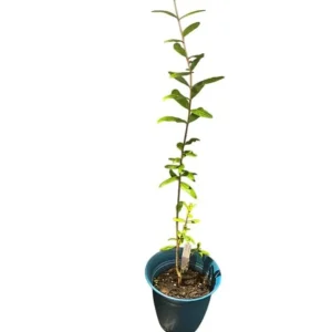 Red Pomegranate Tree Live Plant - Punica Granatum, 9-12 Inch Tall, Outdoor Fruit Tree - Image 6