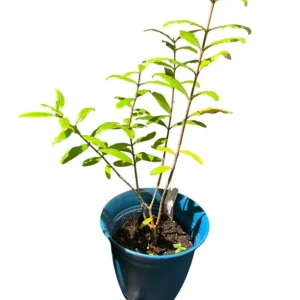 Red Pomegranate Tree Live Plant - Punica Granatum, 9-12 Inch Tall, Outdoor Fruit Tree - Image 7