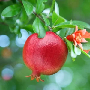 Red Pomegranate Tree Live Plant - Punica Granatum, 9-12 Inch Tall, Outdoor Fruit Tree - Image 8