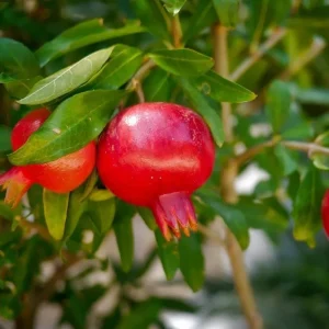 Red Pomegranate Tree Live Plant - Punica Granatum, 9-12 Inch Tall, Outdoor Fruit Tree - Image 9