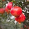 Red Pomegranate Tree Live Plant - Punica Granatum, 9-12 Inch Tall, Outdoor Fruit Tree - Image 1