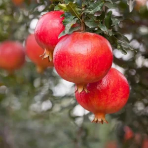 Red Pomegranate Tree Live Plant - Punica Granatum, 9-12 Inch Tall, Outdoor Fruit Tree - Image 1
