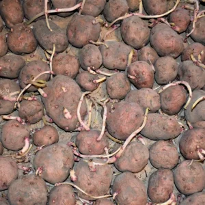 Red Pontiac Seed Potatoes - Certified Non-GMO Tuber Spuds - 1-10 Lbs. - Image 2