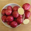 Red Potato Seeds – 60 True Potato Seeds for Outdoor Planting - Image 1