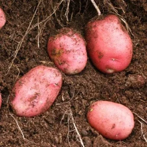 Red Potato Seeds for Planting - 140 Count - Easy Grow - Image 3