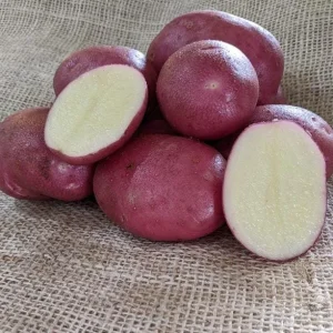Red Potato Seeds for Planting - 140 Count - Easy Grow - Image 4