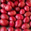 Red Potato Tubers for Planting – High Yielding Vegetable Potatoes – 2 Lbs - Image 1