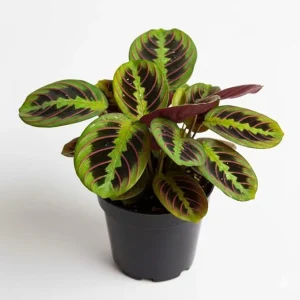 Red Prayer Plant Live Plant, 4 Inch Pot, Easy Care Indoor Houseplant - Image 6