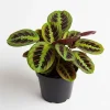 Red Prayer Plant Live Plant, 4 Inch Pot, Easy Care Indoor Houseplant - Image 1