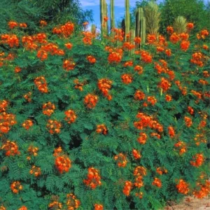Red Pride of Barbados Tree Live Plant - 6-10