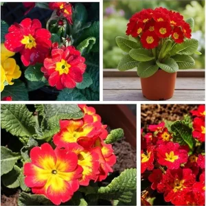 Red Primrose Live Plant – Flowering Perennial – 4 to 6 Inches Tall – Outdoor - Image 3