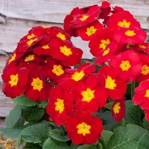 Red Primrose Live Plants 2-Pack, Flowering in 4 Inch Pots, Vibrant Color, Outdoor - Image 4