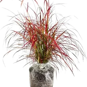Red Purple Fountain Grass Live Plant Clumps - 8-12 Inch Tall Perennial Ornamental Grass - Image 6