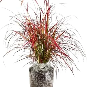 Red Purple Fountain Grass Live Plant Clumps - 8-12 Inch Tall Perennial Ornamental Grass - Image 1