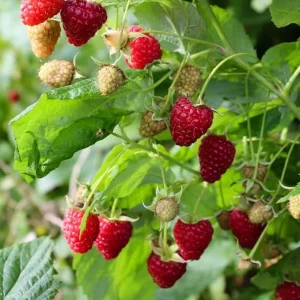 Red Raspberry Plants Live for Planting Outdoor – Set of 2, 3 Inch Pot, Perennial Sweet Berries - Image 3
