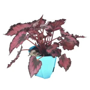 Red Robin Begonia Live Plant - 5-7 Inch Tall, Vibrant Foliage, Indoor/Outdoor - Image 5