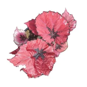 Red Robin Begonia Live Plant - 5-7 Inch Tall, Vibrant Foliage, Indoor/Outdoor - Image 6