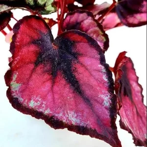 Red Robin Begonia Live Plants - 2 Pack, 5-7 Inch Tall, Indoor/Outdoor Shrub - Image 2