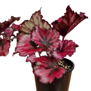 Red Robin Begonia Live Plants - 2 Pack, 5-7 Inch Tall, Indoor/Outdoor Shrub - Image 3