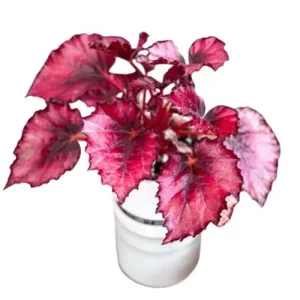 Red Robin Begonia Live Plants - 2 Pack, 5-7 Inch Tall, Indoor/Outdoor Shrub - Image 4