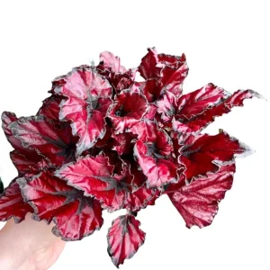 Red Robin Begonia Live Plants - 2 Pack, 5-7 Inch Tall, Indoor/Outdoor Shrub - Image 7