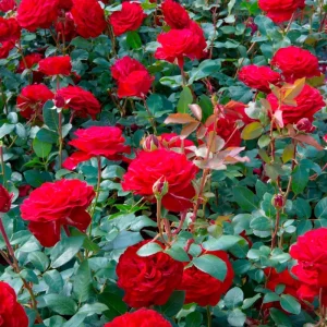Red Rose Plant Live - 2 Pack, Fragrant Rose Bush, Well-Rooted, 5-10 Inch Tall, Outdoor - Image 2