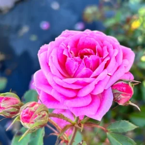 Red Rose Plant Live - 2 Pack, Fragrant Rose Bush, Well-Rooted, 5-10 Inch Tall, Outdoor - Image 1