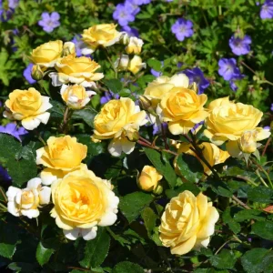 Red Rose Plant Live - 2 Pack, Fragrant Rose Bush, Well-Rooted, 5-10 Inch Tall, Outdoor - Image 4