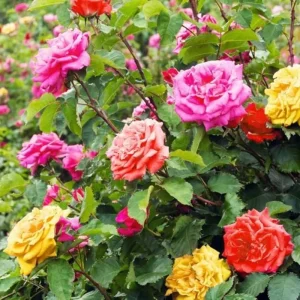 Red Rose Plant Live - 2 Pack, Fragrant Rose Bush, Well-Rooted, 5-10 Inch Tall, Outdoor - Image 6