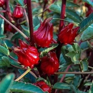 Red Roselle Hibiscus Live Plant – 4 Inch Pot – Sabdariffa – 4-6