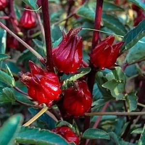 Red Roselle Hibiscus Live Plant – 4 Inch Pot – Sabdariffa – 4-6