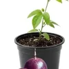 Red Rover Passion Fruit Live Plant – Perennial Fruit Vine – 4-7 Inches Tall – Outdoor - Image 1