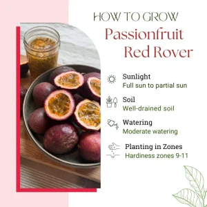 Red Rover Passion Fruit Live Plant Vine, Perennial Fruit, 4-7 Inches Tall, Outdoor - Image 2