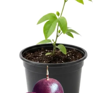 Red Rover Passion Fruit Live Plant Vine, Perennial Fruit, 4-7 Inches Tall, Outdoor - Image 1
