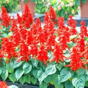 Red Salvia Live Plants - 2 Plants in 4 Inch Pot - Outdoor Flower - Image 4
