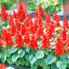 Red Salvia Live Plants - 2 Plants in 4 Inch Pot - Outdoor Flower - Image 1