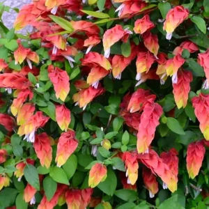 Red Shrimp Live Plants - 2 Pack, 5-7 inches Tall, Easy Care, Indoor/Outdoor - Image 2