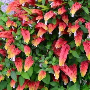 Red Shrimp Live Plants - 2 Pack, 5-7 inches Tall, Easy Care, Indoor/Outdoor - Image 7