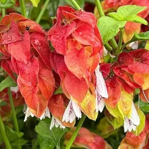 Red Shrimp Plant Live, 5-7 Inch Tall, Unique Indoor Perennial - Image 2